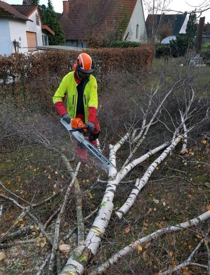 Bäume fällen Forstarbeiten Hecke schneiden Baumfällung Baumpflege in Bad Driburg