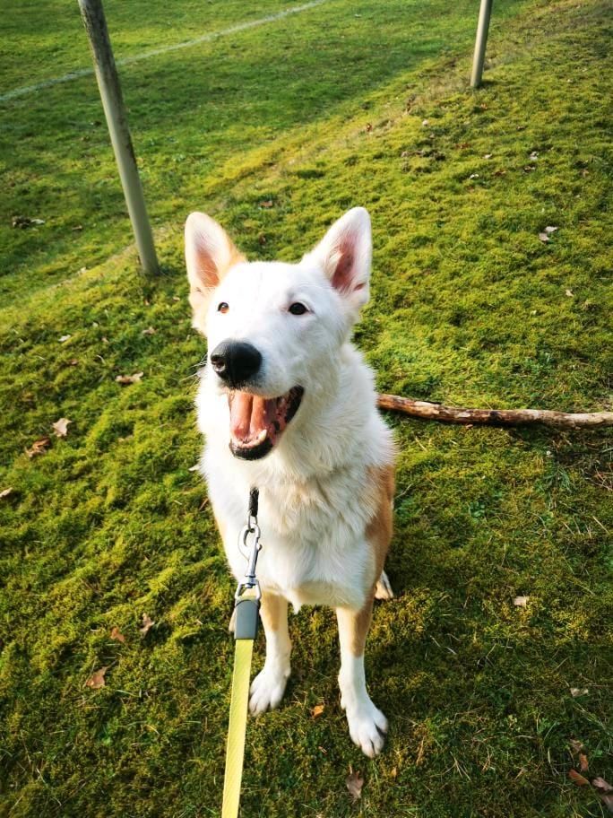 THOR Border Collie Husky Mischling Tierschutz Hund Rüde in Salzwedel