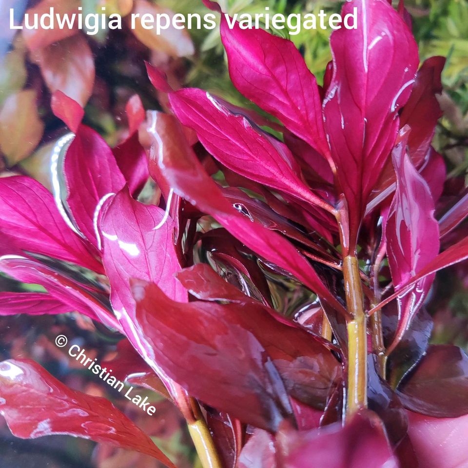 ❌ VERKAUFT ❌⭐☘️ Ludwigia repens sp. variegated Aquariumpflanzen in Meppen