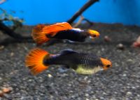 ❌Rarität❌ Koi Tuxedo Guppy Bayern - Grub a. Forst Vorschau