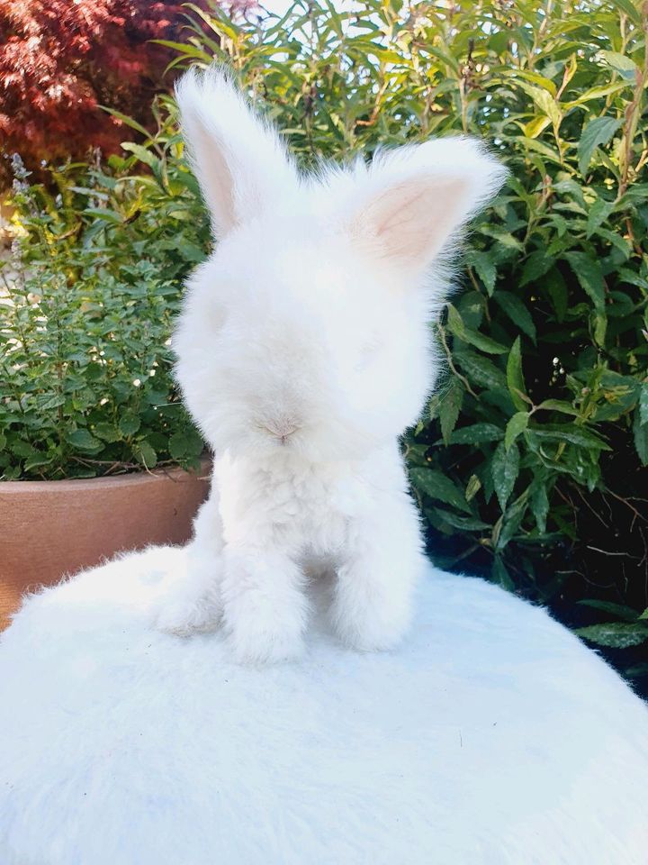 Englische English Angorakaninchen Hase Minilop Teddy Löwenköpf in Neustadt