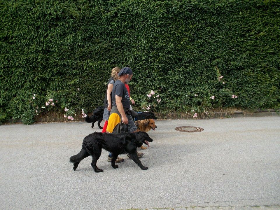 Leinenführigkeit, Hundetraining, Hundeerziehung, Rückruf in Haselbach b. Mitterfels