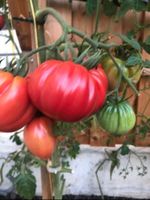 Tomatenpflanzen Charlie Chaplin (Fleischtomate) Nordrhein-Westfalen - Lübbecke  Vorschau