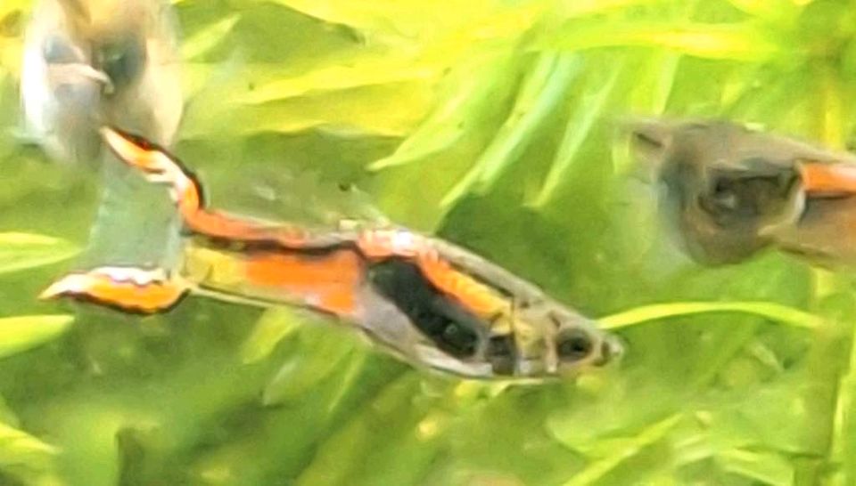 Endler Guppys, 3 Weibchen und 1 Männchen, Guppy, Aquarium in Bad Zwischenahn