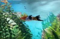 Schwertträger Koi Tricolor 3 Stück männlich Jungtiere Fische Niedersachsen - Bassum Vorschau