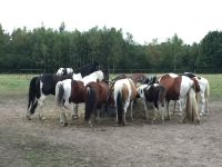 Reitbeteiligung Pony sucht Reiter Niedersachsen - Achim Vorschau