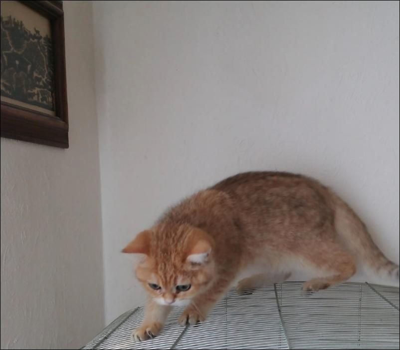Wunderschöne verschmuste BKH Katze sucht ein gutes neues Zuhause in Rottenburg am Neckar