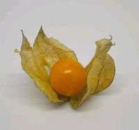 PHYSALIS peruviana Andenbeere  Erdkirsche Samen Saatgut samenfes Hessen - Wiesbaden Vorschau