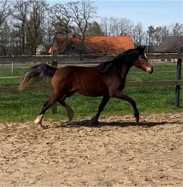 Deutsches Reitpony Stute in Rieste