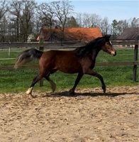 Deutsches Reitpony Stute Niedersachsen - Rieste Vorschau