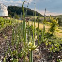 Ewige Zwiebel - Luftzwiebel (Allium cepa var. proliferum) Baden-Württemberg - Friesenheim Vorschau