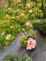 Cornus kousa Satomi Japangarten Blumenhartriegel Bayern - Bogen Niederbay Vorschau