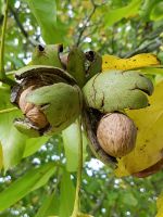 Frische Bio Walnüsse vom eigenen Baum Ernte Oktober 2022 Nordrhein-Westfalen - Heinsberg Vorschau