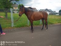 Arabisch Partbred Stute Rheinland-Pfalz - Binsfeld Vorschau