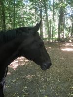 Entspannungsreise mit dem Pferd Herzogtum Lauenburg - Woltersdorf Kr Hzgt Lauenburg Vorschau