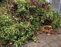 ✳️ Grünschnitt Heckenschnitt Grünabfall Abholung in Gelsenkirchen Nordrhein-Westfalen - Gelsenkirchen Vorschau