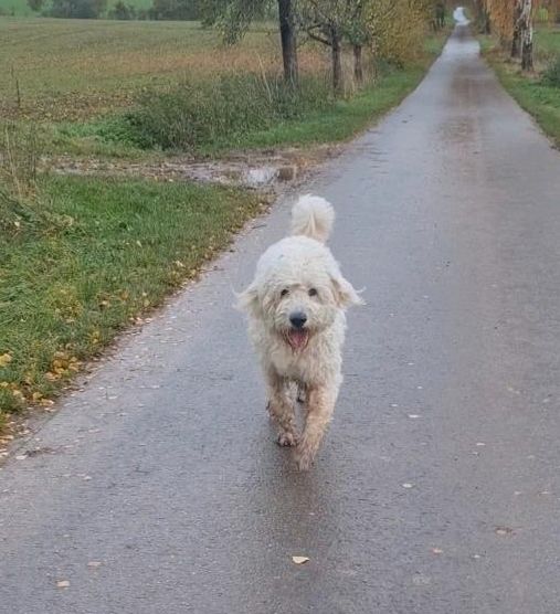 Goldendoodle Jacko sucht neues Zuhause in Hofgeismar