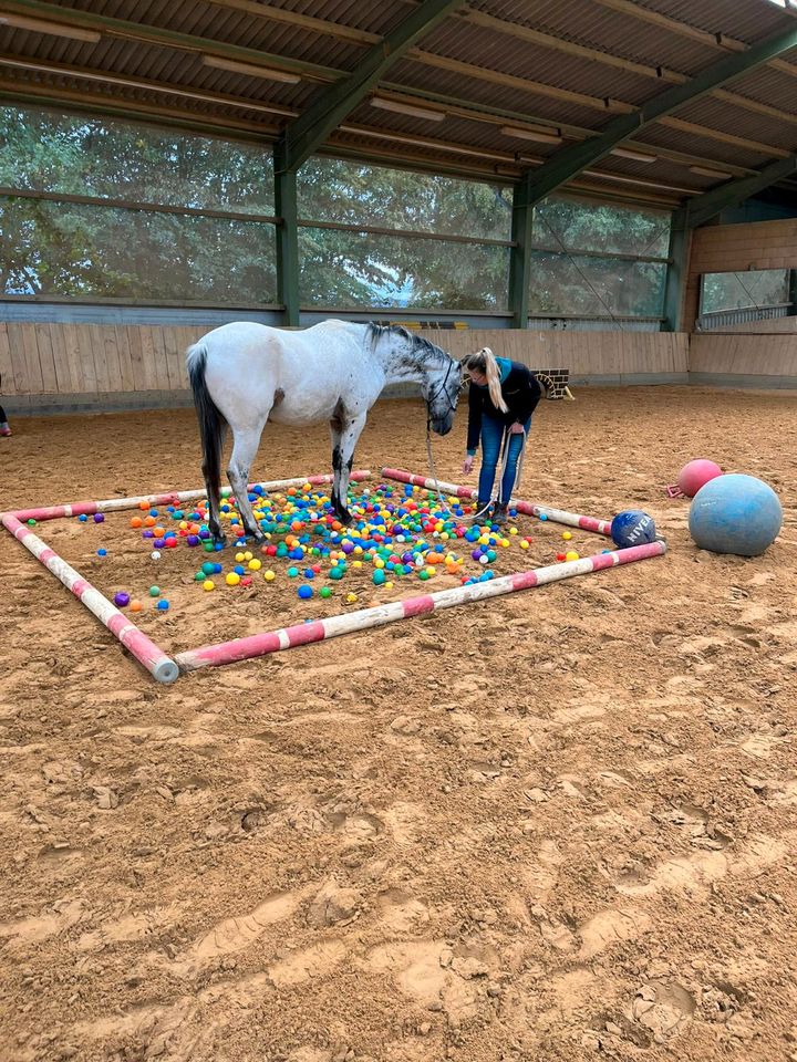 Appaloosa 3 Jährig Wallach roh westernpferd in Nieheim