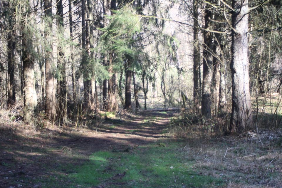 Waldgrundstück mit ca. 1.100 m² Wasserfläche in Elz in Elz