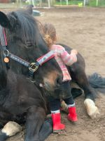 Ponyferien / Reiterferien ohne Übernachtung Herzogtum Lauenburg - Woltersdorf Kr Hzgt Lauenburg Vorschau