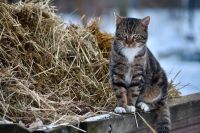 Pferdemist Biodünger Sachsen - Oßling Vorschau