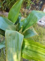 Aspidistra Pflanze Baden-Württemberg - Löchgau Vorschau