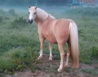 Welsh Mountain Pony (Sek. A) Schleswig-Holstein - Lütjenburg Vorschau