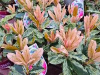 "Angebot April" Glanzmispel Photinia Pink Crispy® Kreis Pinneberg - Appen Vorschau