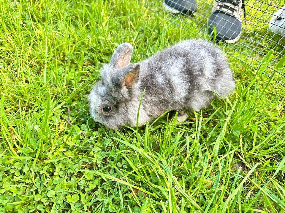 Sehr süße Löwenkopf Kaninchen 8 Wochen alt in Marienhausen