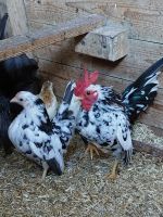 Ayam Serama 100% KL A/B Nordrhein-Westfalen - Menden Vorschau
