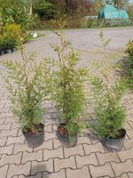 Thuja Brabant 3,50 €, Heckenpflanze Lebensbaum Niedersachsen - Großefehn Vorschau