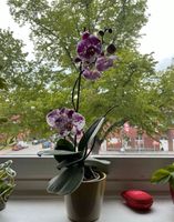 orchidee inkl topf Hamburg-Nord - Hamburg Dulsberg Vorschau