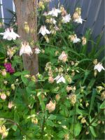 Akelei Garten-Pflanzen abzugeben: Vorwiegend weiß rosa Au i.d.Hallertau - Au Vorschau