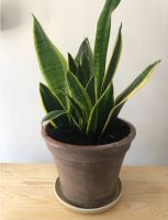 Sanseviera Trifasciata / Snake Plant mit Pflanztopf Berlin - Neukölln Vorschau