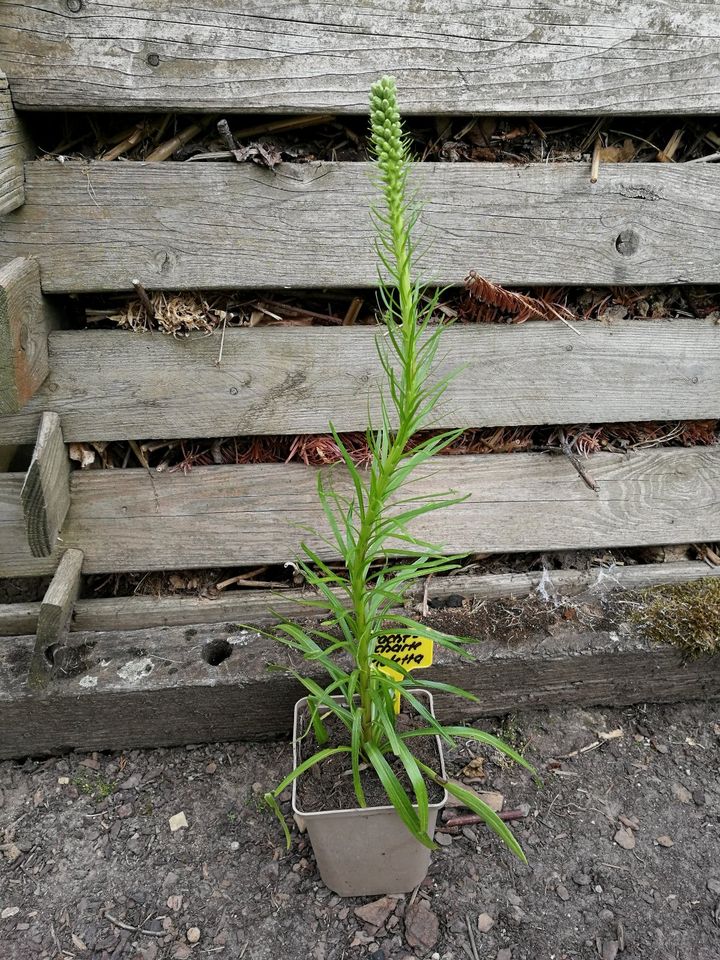 Ährige Prachtscharte Liatris spicata violett Staude winterhart in Liebenau