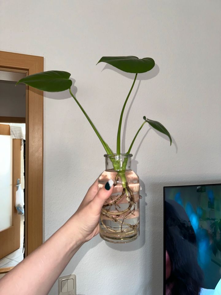 Monstera Deliciosa in Leipzig