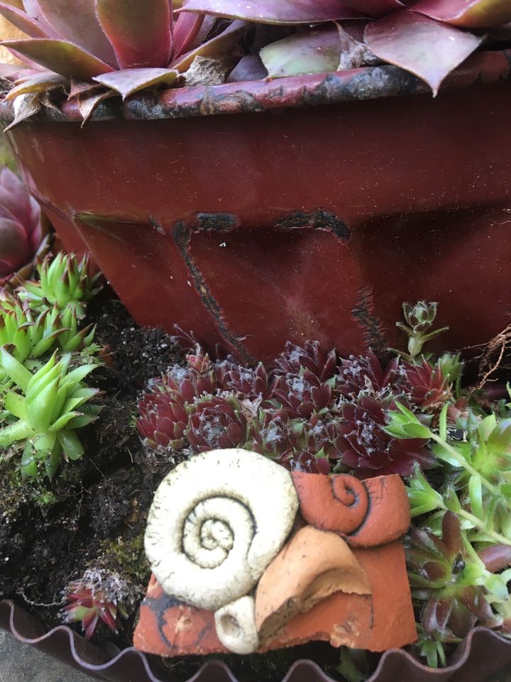 Vintage zwei große Backformen bepflanzt mit Hauswurz Gartendekor in Buchen (Odenwald)