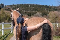 Osteopathie,Physiotherapie&Akupunktur für Pferde Bayern - Lautrach Vorschau