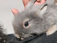 Hasenbabys abzugeben Rheinland-Pfalz - Eisenschmitt Vorschau