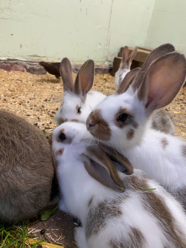 Zahme Kaninchen Babys suchen liebe Familien! in Stadland
