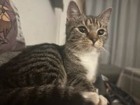 Katze sucht einen neuen und liebevollen Dosenöffner Sachsen-Anhalt - Querfurt Vorschau