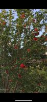 Granatapfel Baum pflanzen winterhart Baden-Württemberg - Schorndorf Vorschau