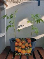 2 Tomaten Stecklinge "Ponderosa" Rostock - Gehlsdorf Vorschau
