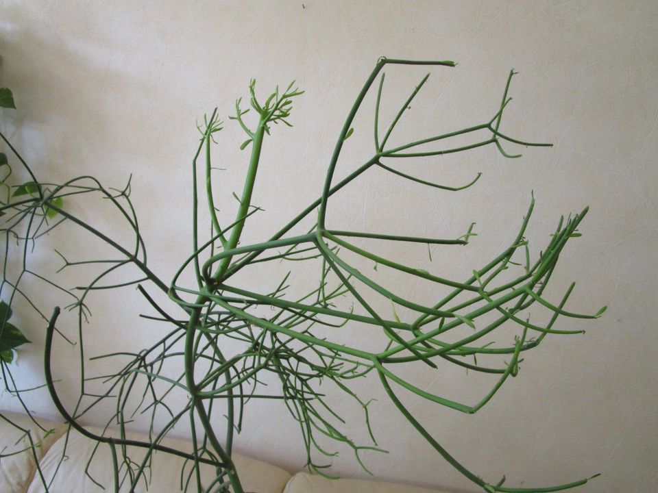 Euphorbia tirucalli in Hydrokultur, Höhe 1,28, immergrün in Köln