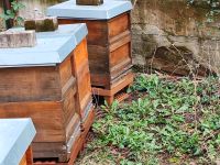 Bienenvölker auf Zandermaß zu verkaufen Dortmund - Mitte Vorschau