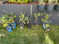 Tomatenpflanzen selbst herangezogen ca 30cm ua Cherry San Marzano Niedersachsen - Braunschweig Vorschau