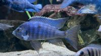Copadichromis Azureus Mbenji Malawi Buntbarsche Aquarium Fische Niedersachsen - Elze Vorschau