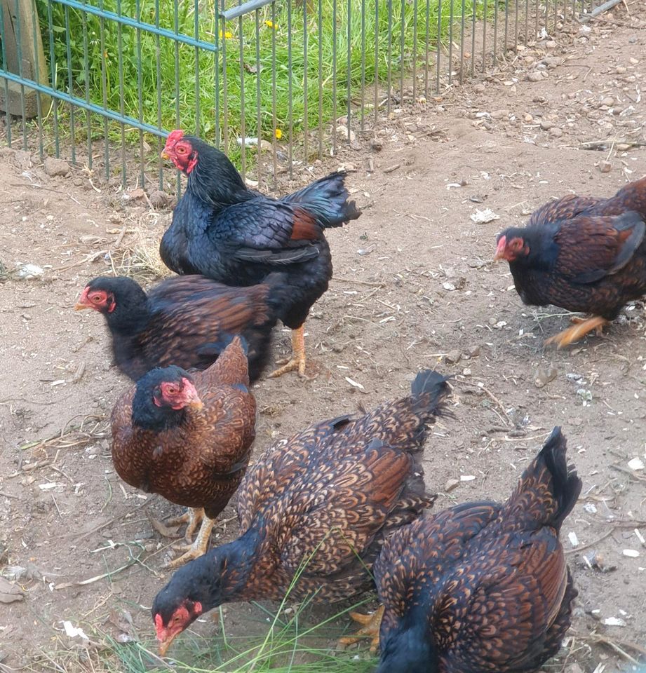 Eier v Indische Zwerg Kämpferhühner 2,0€ aus top Ausstellungzucht in Leitzkau