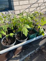 Tomaten zum Tausch gegen andere Pflanzen Nordrhein-Westfalen - Mettingen Vorschau