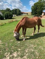 Pflegebeteiligung für liebes Pferd gesucht Nordrhein-Westfalen - Lichtenau Vorschau